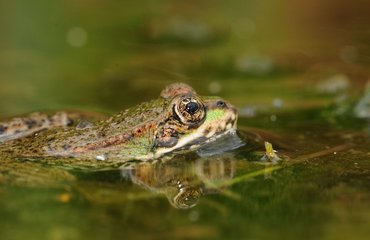 Amphibien, wie Wasserfrösche (Pelophylax) nutzen Gewässer zur Fortpflanzung. Foto: Matthias Emmrich.