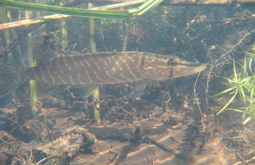 Der Hecht (Esox lucius) ist ein beliebter Fisch bei Anglern. Foto: Arndt Weber